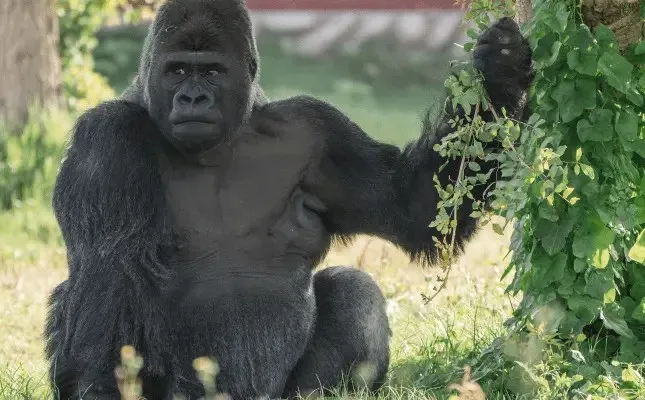 Early gorilla model before refinement